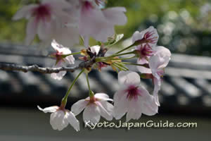 Sakura in Kyoto